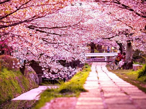 Du lịch Nhật Bản tháng mấy để tham gia lễ hội hoa anh đào?