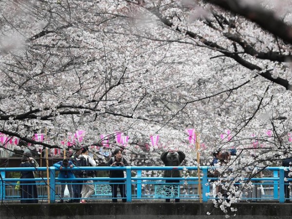 Tham gia lễ hội hoa anh đào ở những đâu của Nhật Bản?